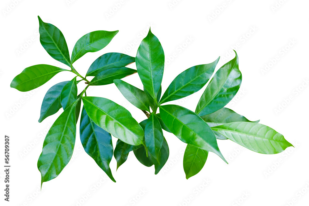 Obraz premium zielone liście