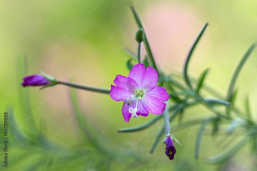 Fototapeta premium Winzige Veränderliche Krabbenspinne auf Zottigem Weidenröschen