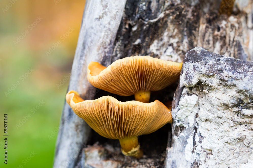 Group of orange inedible mushroom on white tree Group of orange inedible mushroom on white tree
