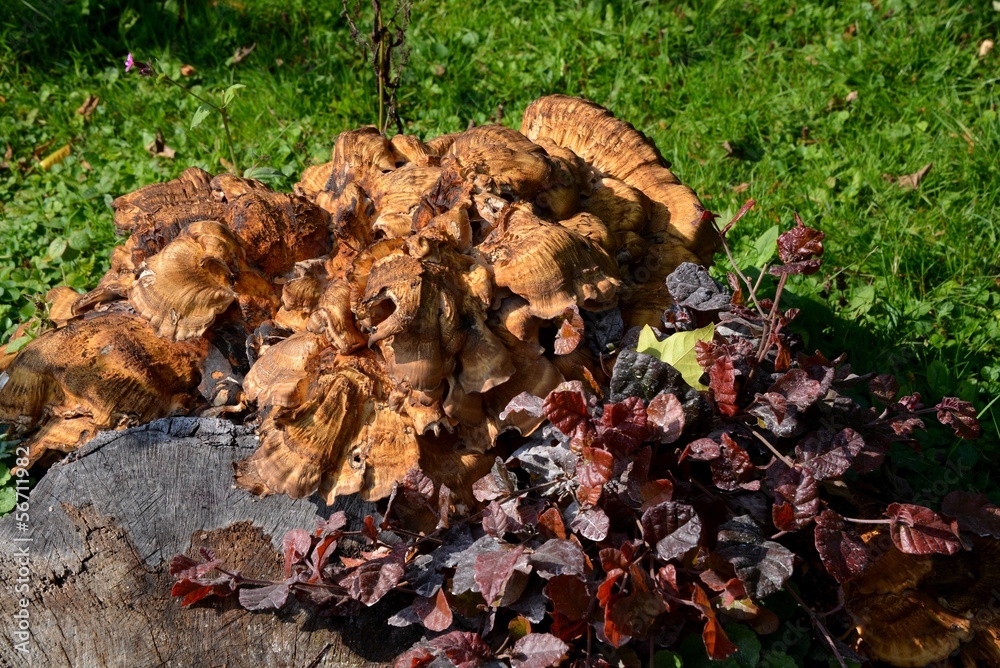 Fungus