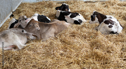 calf in the straw in the stable