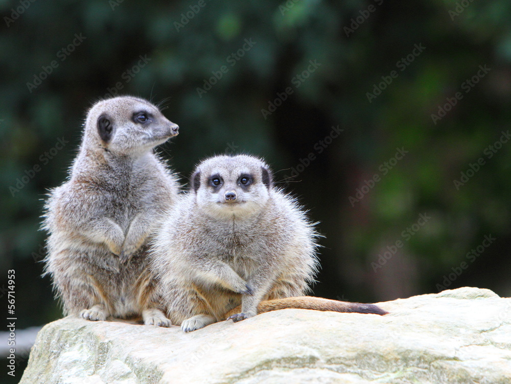 Fototapeta premium Meerkat