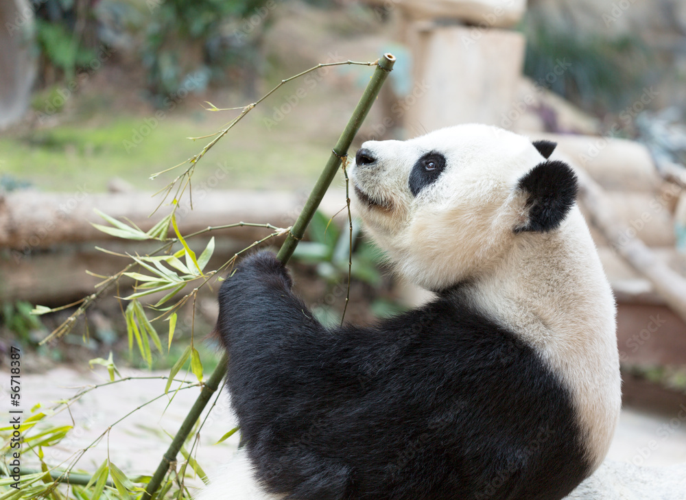 Naklejka premium Cute Giant Panda Eating Bamboo