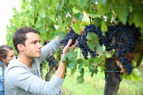 Man in vineyard picking grapes