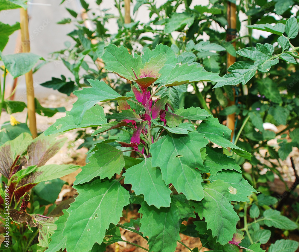 Tree Spinach Tree Spinach