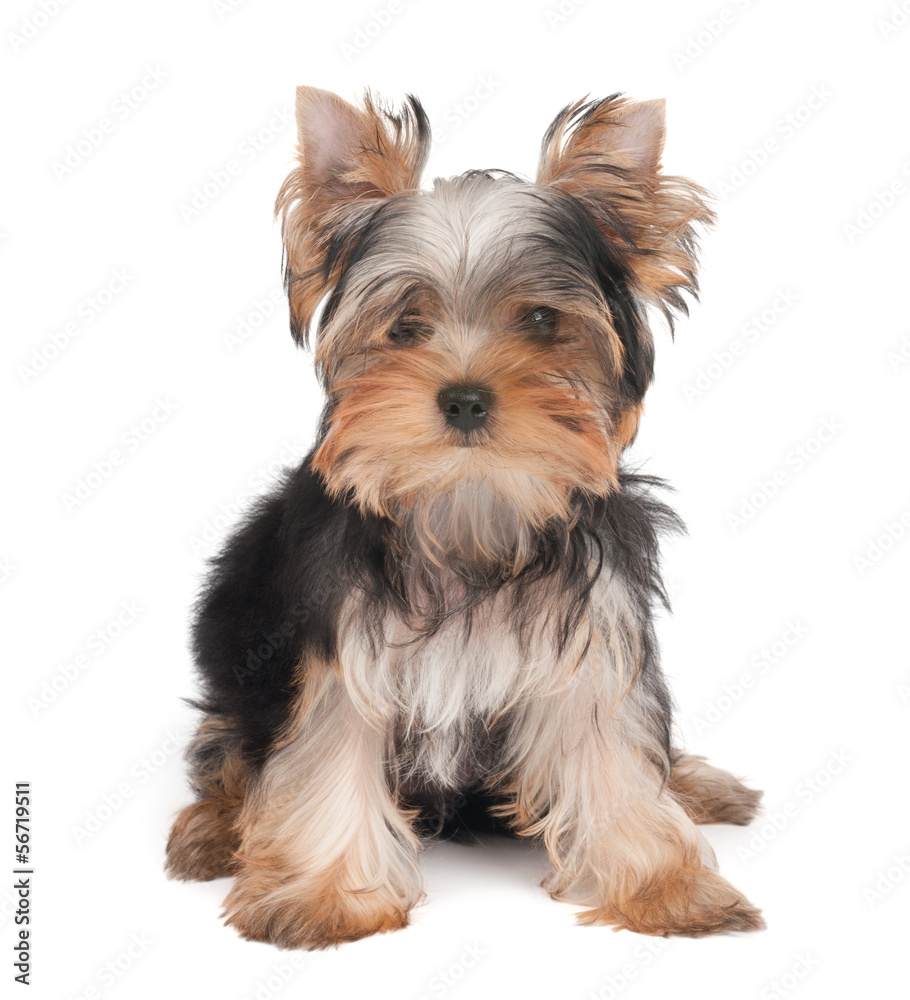One lovely puppy One lovely puppy