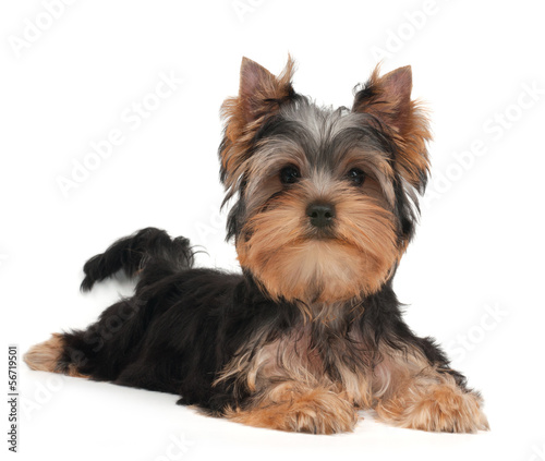 Cute Yorkshire Terrier puppy