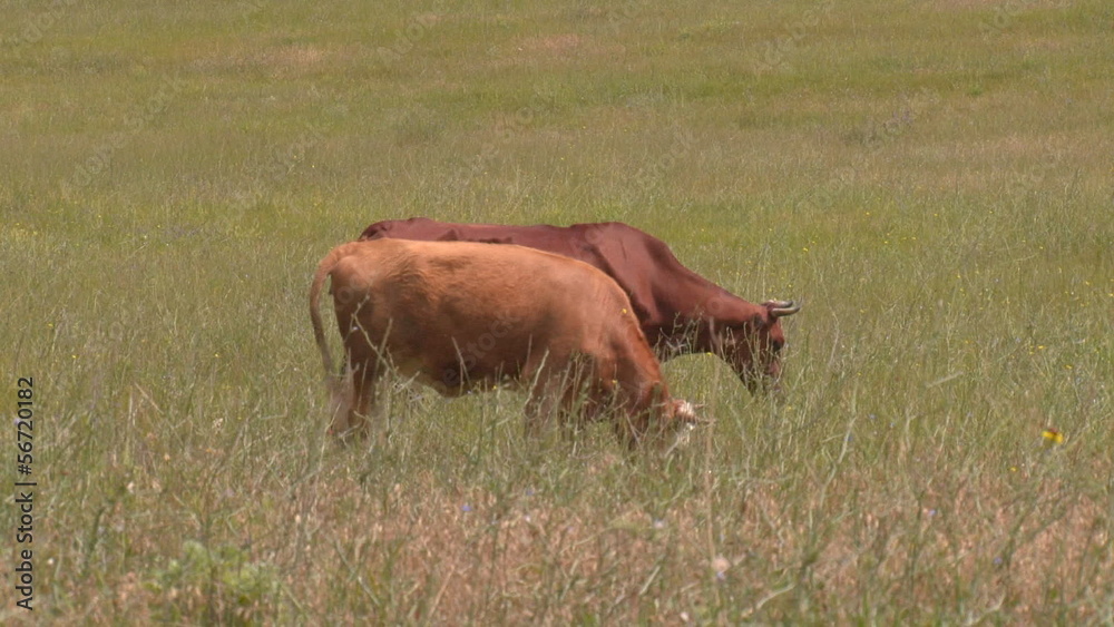 Cows graze in a meadow