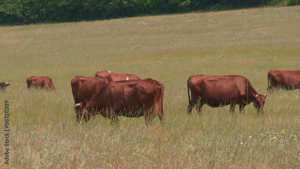 Cows graze in a meadow