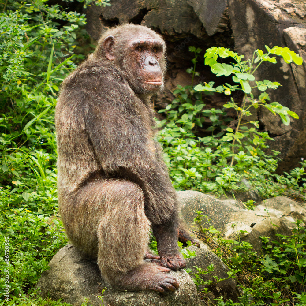 Obraz premium Chimpanzee