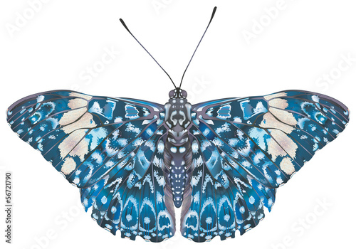 Papillon Craqueur rouge  (Hamadryas amphinome). Vue de dos