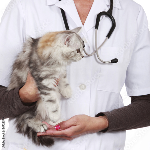 Fototapeta Naklejka Na Ścianę i Meble -  Katze wird von weiblichem Tierarzt untersucht