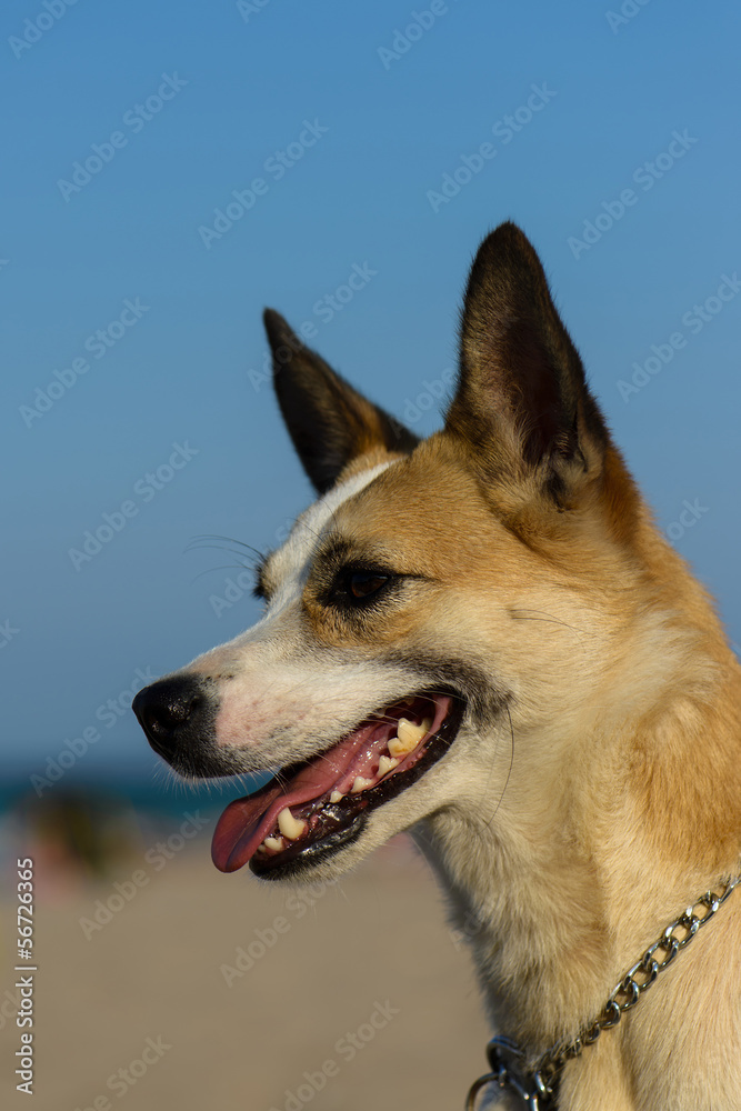 portrait of cute dog