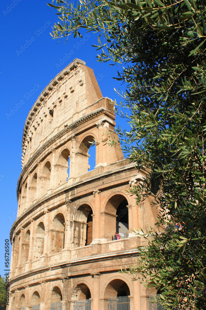 Colosseum and olive tree. Focus is on olive tree