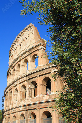 Colosseum and olive tree. Focus is on olive tree