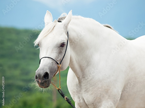 white amazing arabian stallion