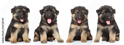 Fototapeta Naklejka Na Ścianę i Meble -  German shepherd puppies
