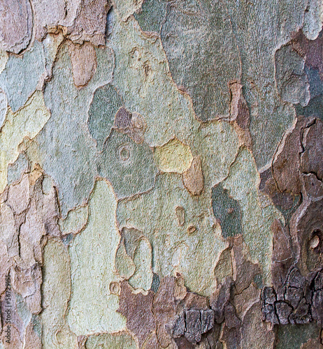 Textura de corteza de tronco de árbol