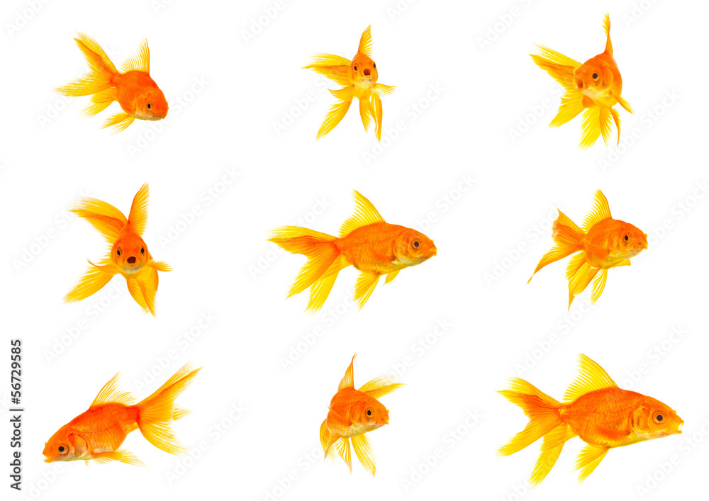 Set of gold fishes Set of gold fishes