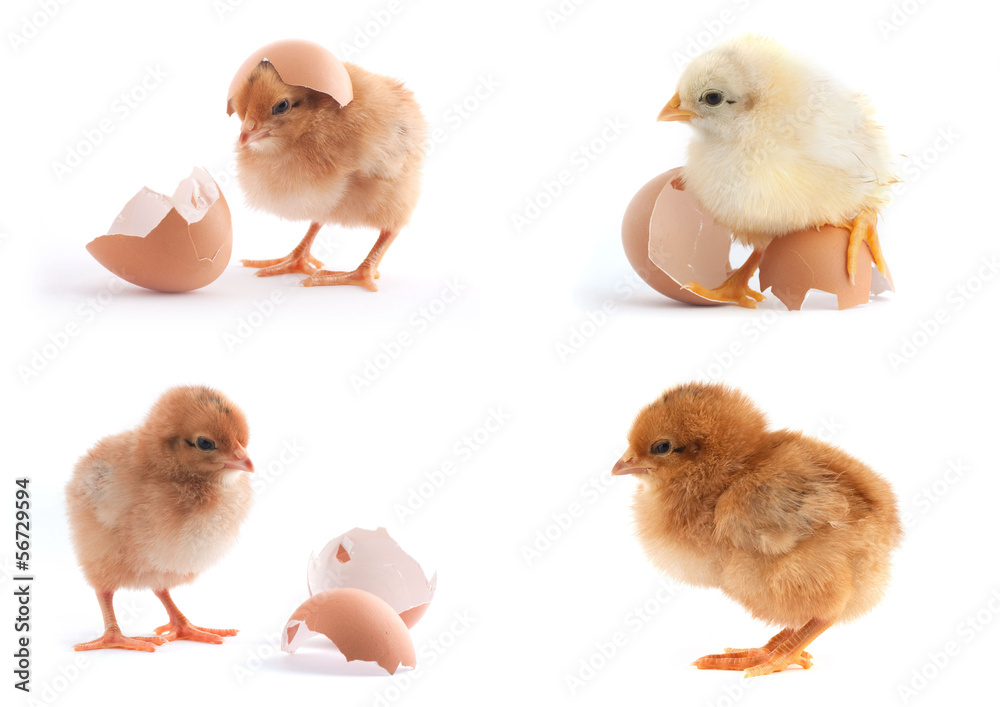 The set of yellow small chicks with egg The set of yellow small chicks with egg