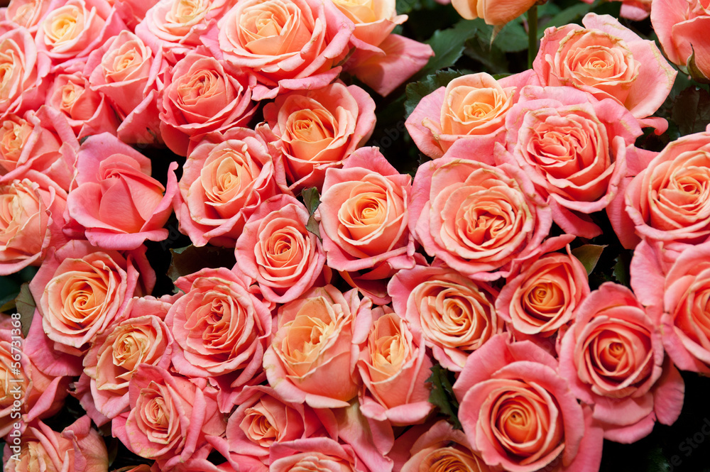 roses background roses background