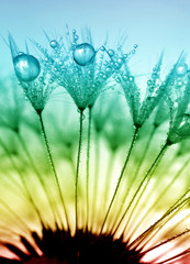 Fotobehang Paardenbloem met waterdruppels Bedauwde paardenbloem in ochtendgloren  © vencav