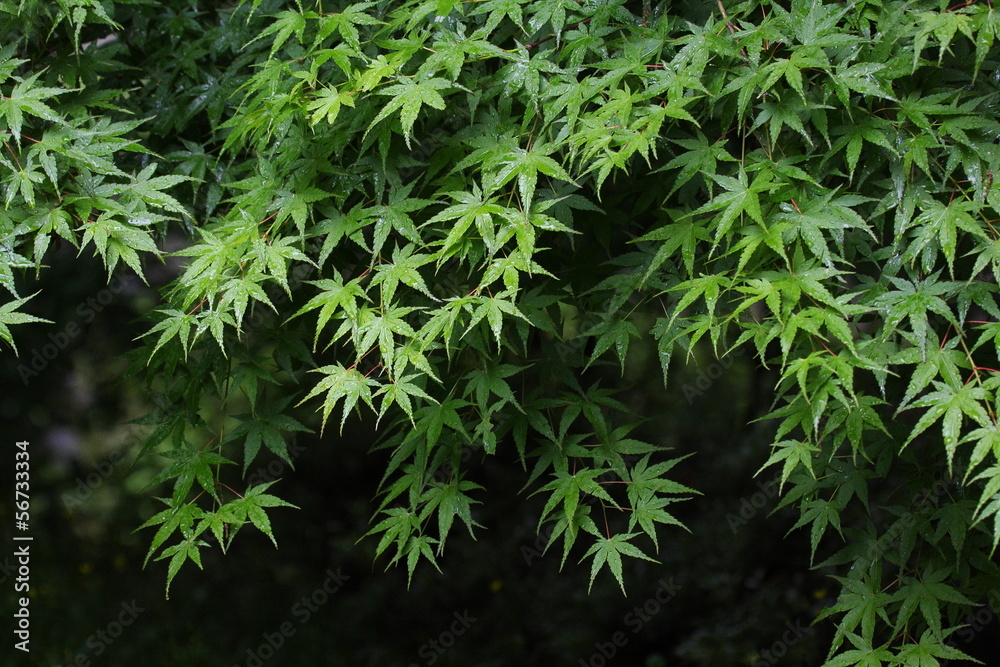 雨に濡れるカエデの青葉