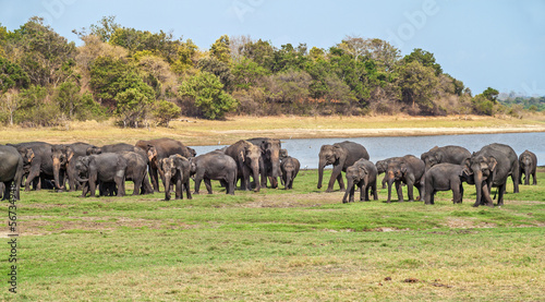 Photography Indian Elephants