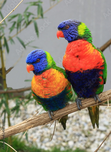 couple de loris arc en ciel perchés