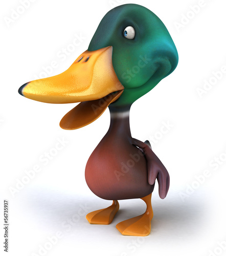 Fotografie Duck