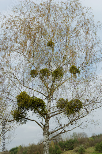 mistletoe on the tree
