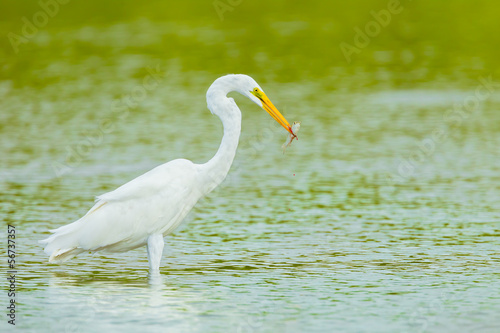 Eastern Great Egret with her fish in her mount