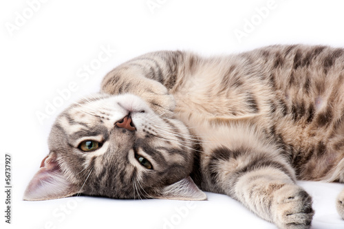 Fototapeta Tabby cat relaxing