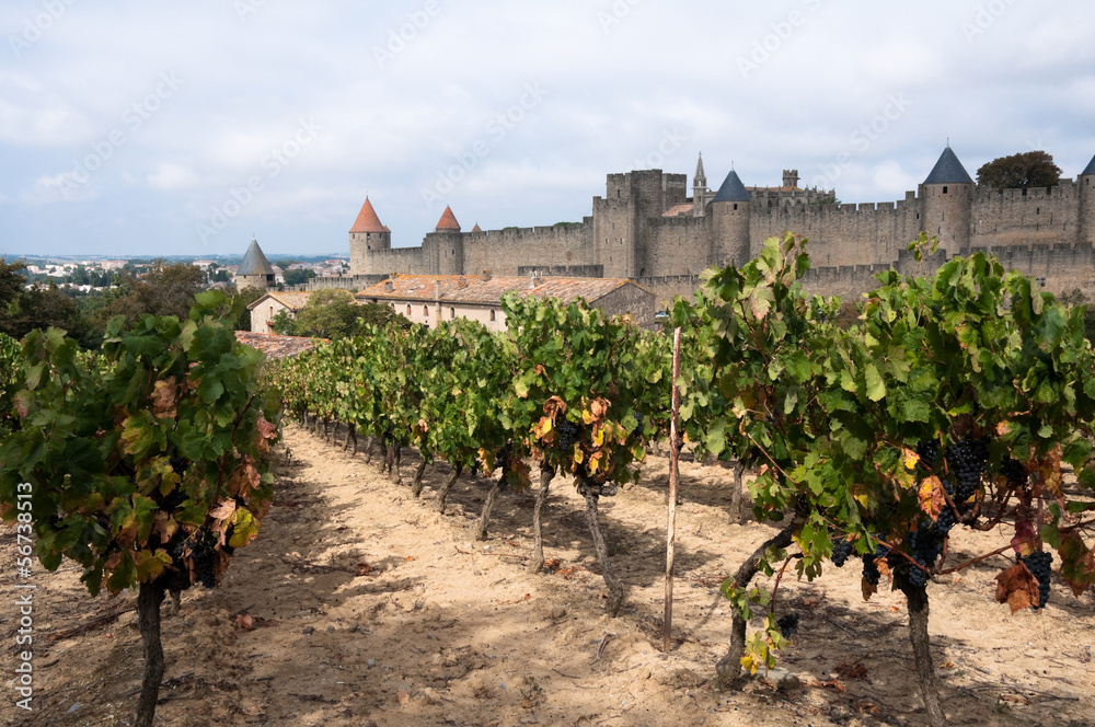 Vineyards and medieval town of Carcassonne (France)