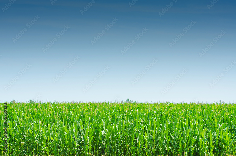 Fototapeta premium Corn field on bright summe day