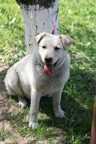 Labrador Retriever