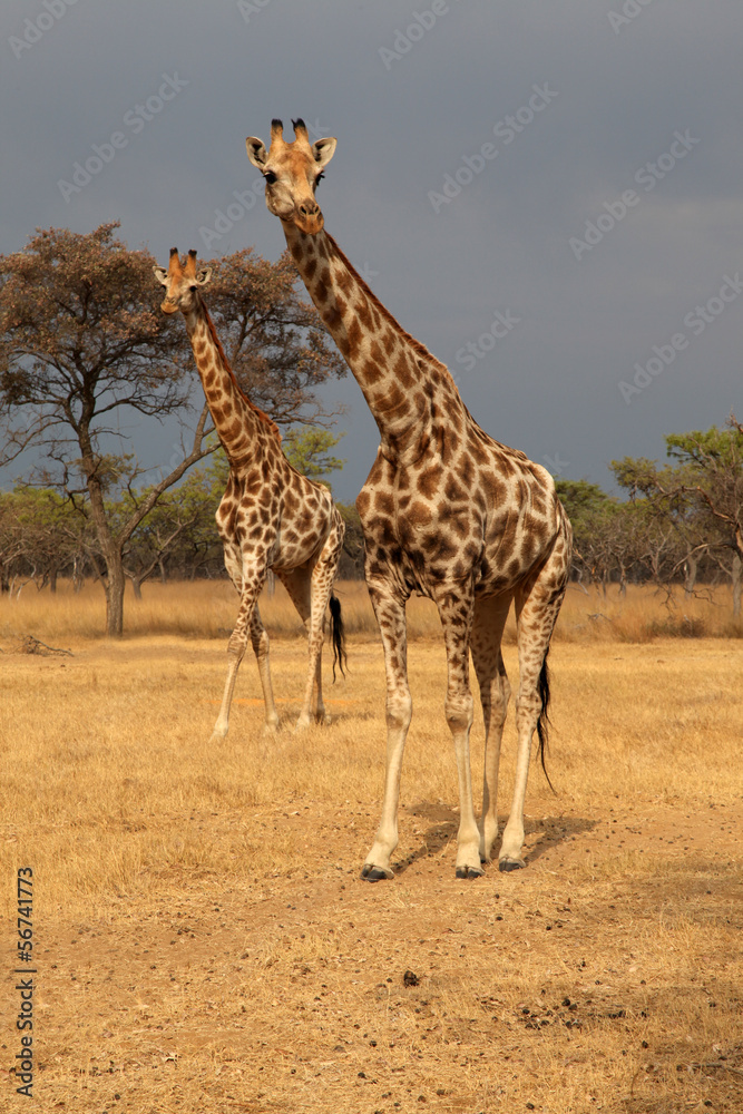 Fototapeta premium Giraffes with thunderstorm brewing in the back.