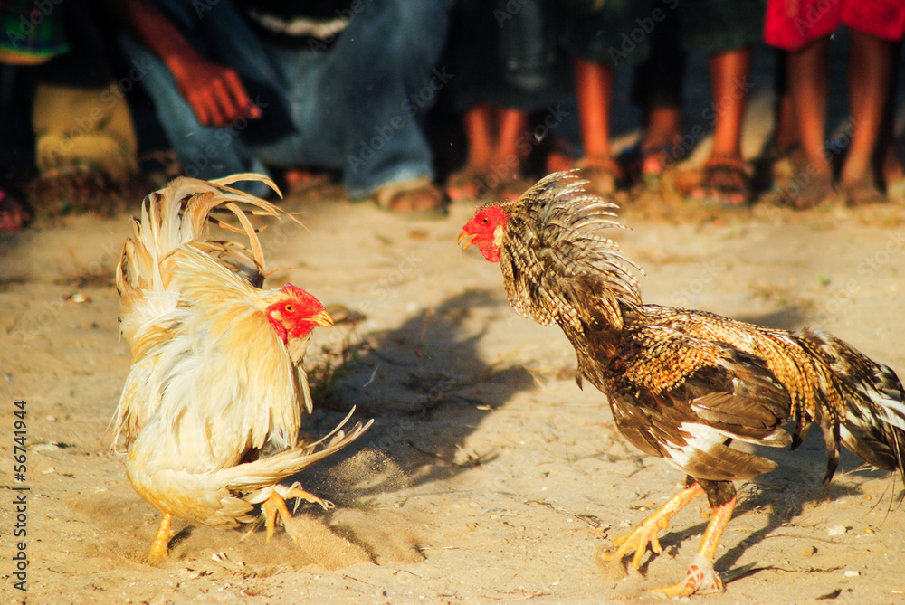 Rooster's fight