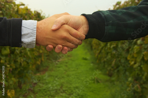 Two mans handshake in vineyard in Croatia.