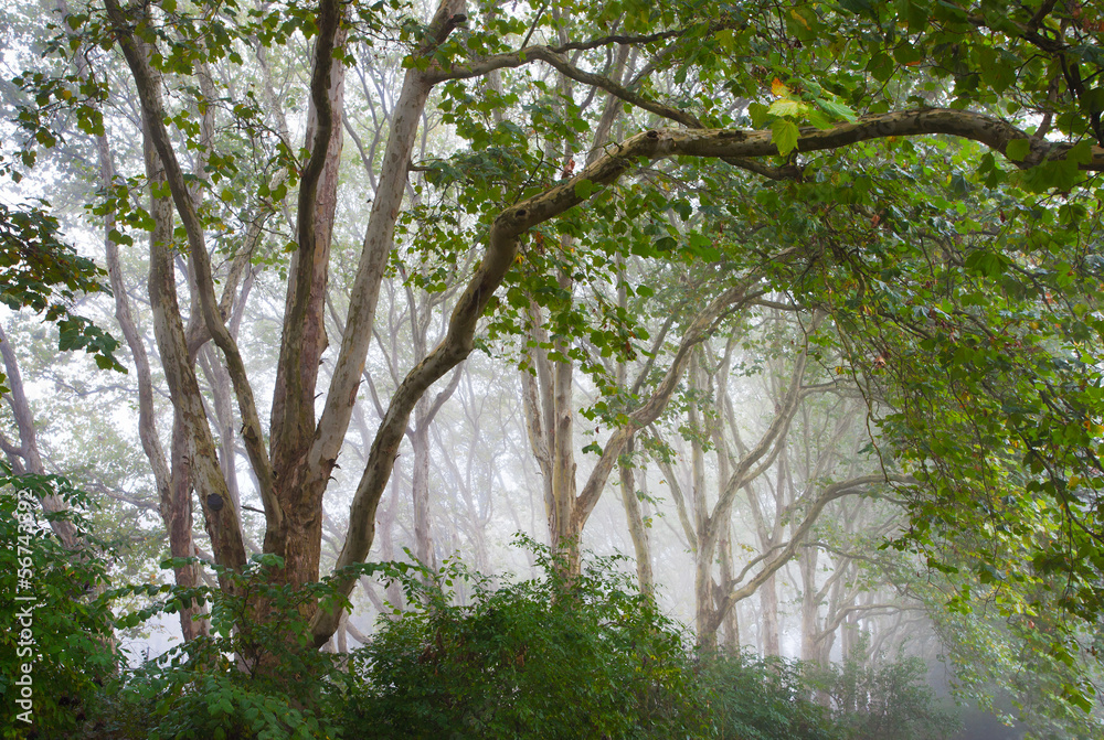 Naklejka premium green tree alley in mist