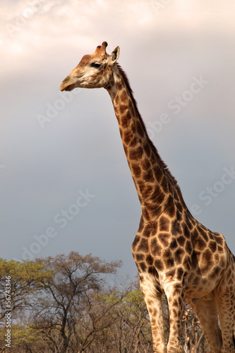 Giraffe against a thunderstorm brewing in the back.