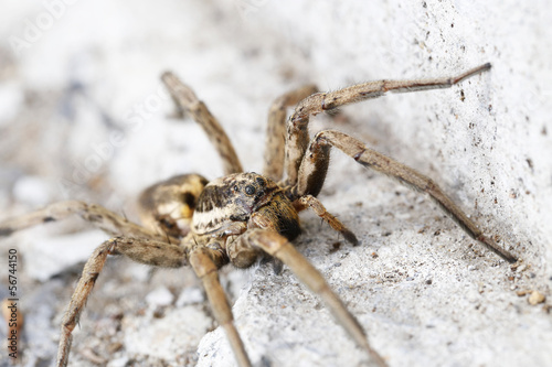 closeup of a Spider