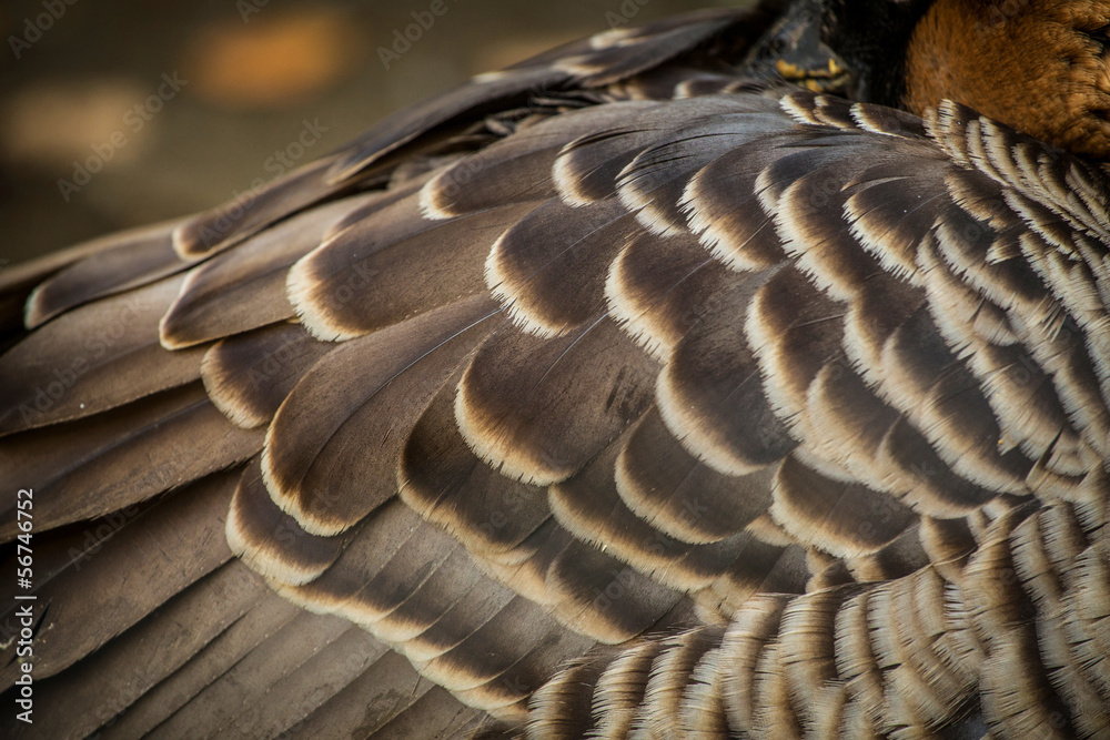 Obraz premium feathers