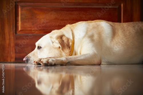 Fototapeta Naklejka Na Ścianę i Meble -  Dog at home