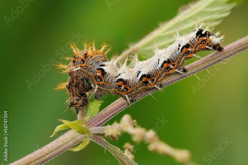 Bruco Polygonia c-album