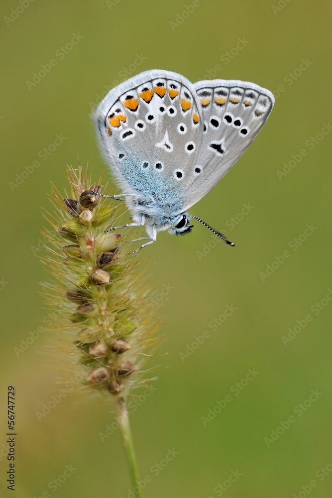 Naklejka premium Polyommatus icarus