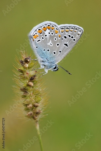 Polyommatus icarus