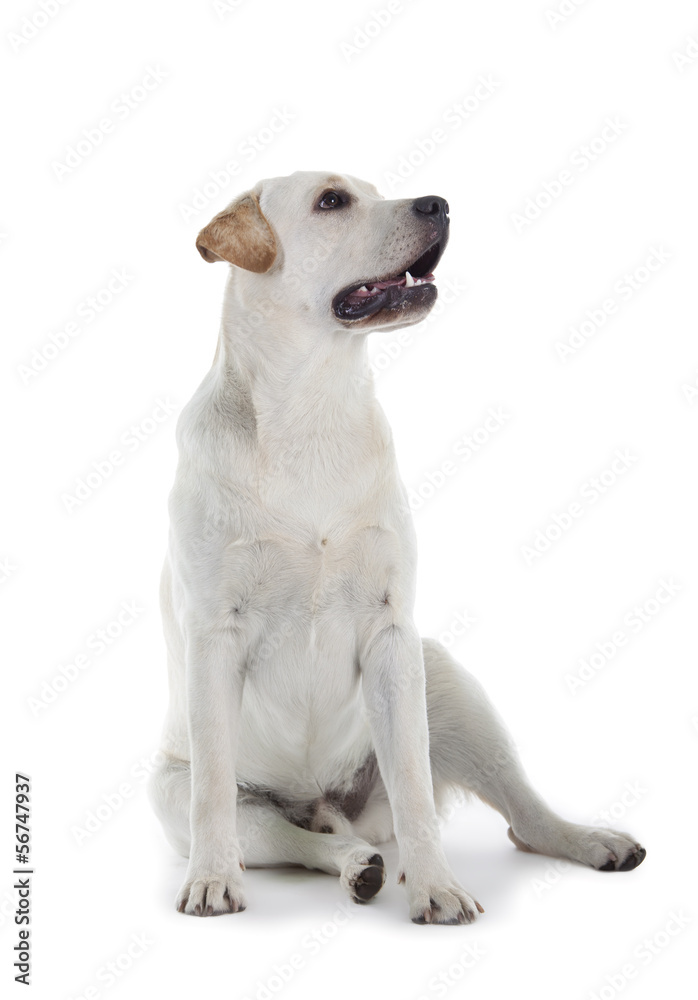 Golden Retriever Golden Retriever