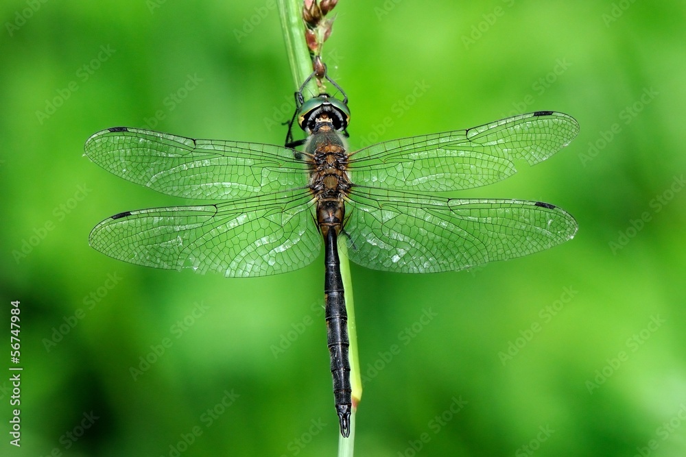 Somatochlora flavomaculata, maschio Somatochlora flavomaculata, maschio