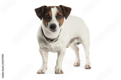 Jack Russell terrier